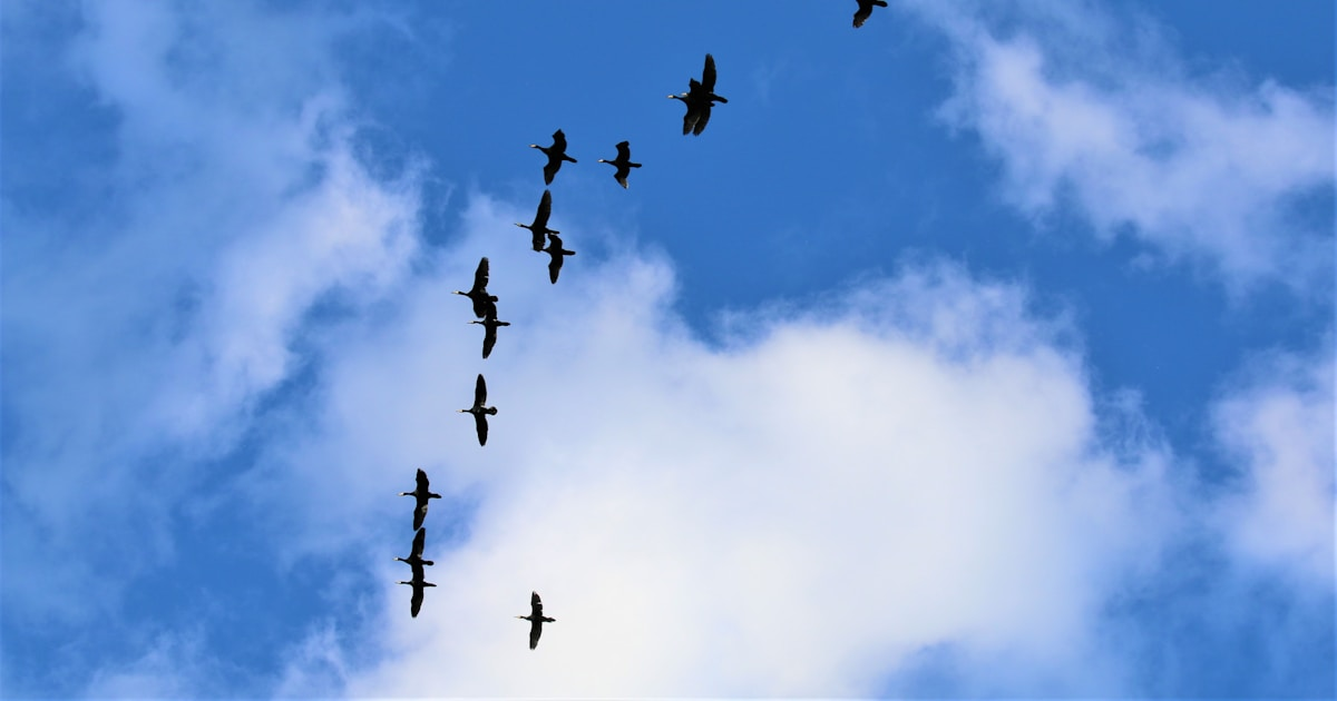 WooCommerce Orders Missing After Migration: Custom Tables Skipped